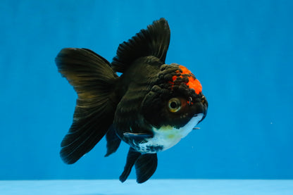 [SINGLE] Tricolor Oranda Female 4-4.5 inches #041726SO_04