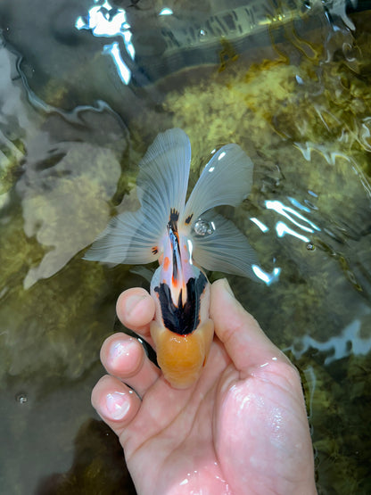 [SINGLE] Tricolor Oranda Male 4.5 inches #080825SO_13
