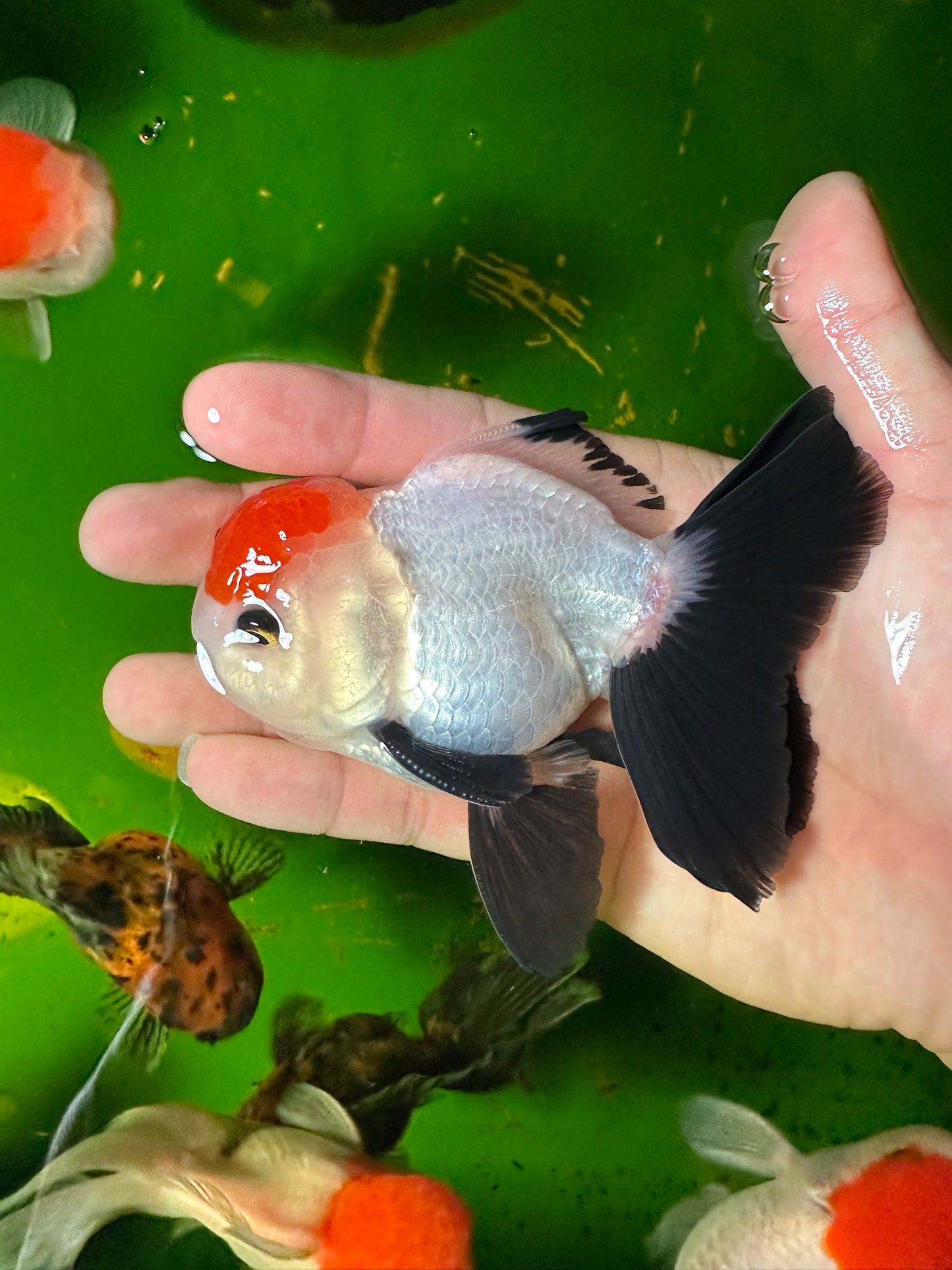 [SINGLE] Tricolor Tancho Button Eyes Oranda Male 4-4.5 inches #110824SGO_16