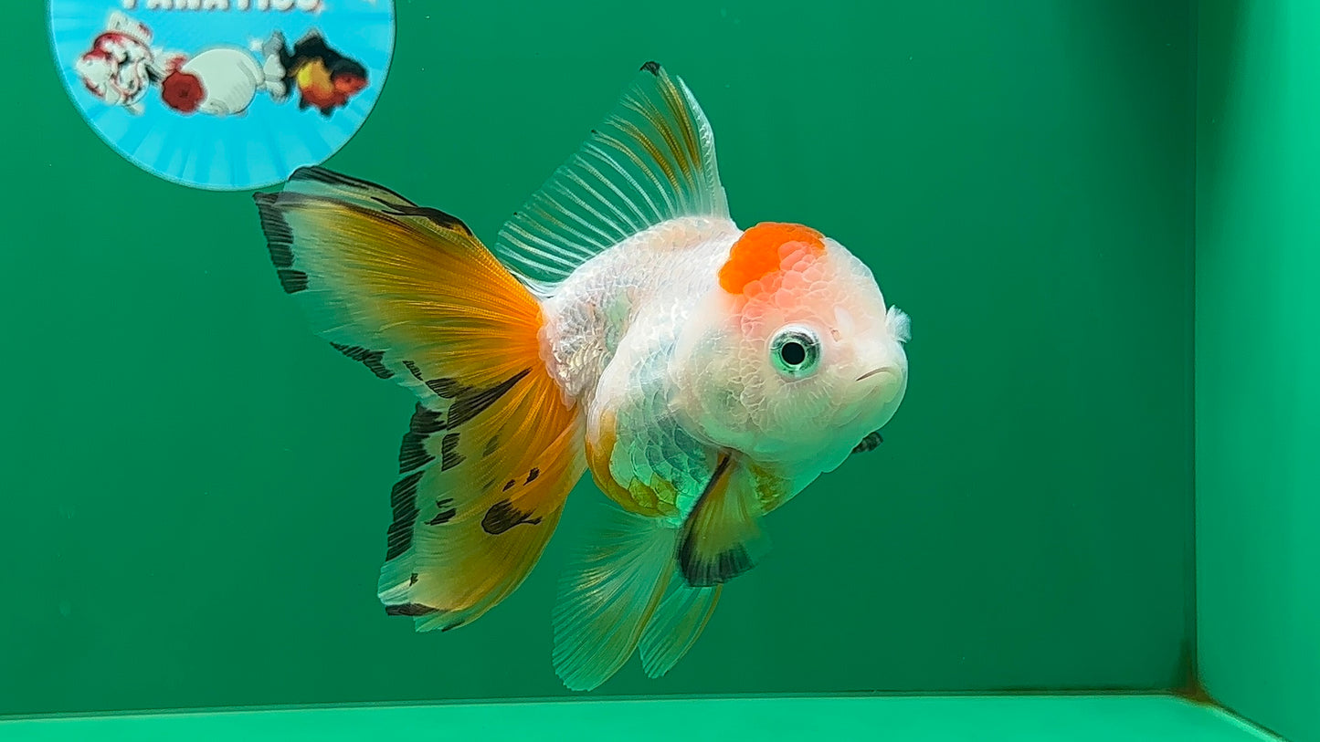 [SINGLE] Tricolor Oranda Female 4.5 inches #062025SO_07