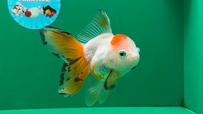 [SINGLE] Tricolor Oranda Female 4.5 inches #062025SO_07