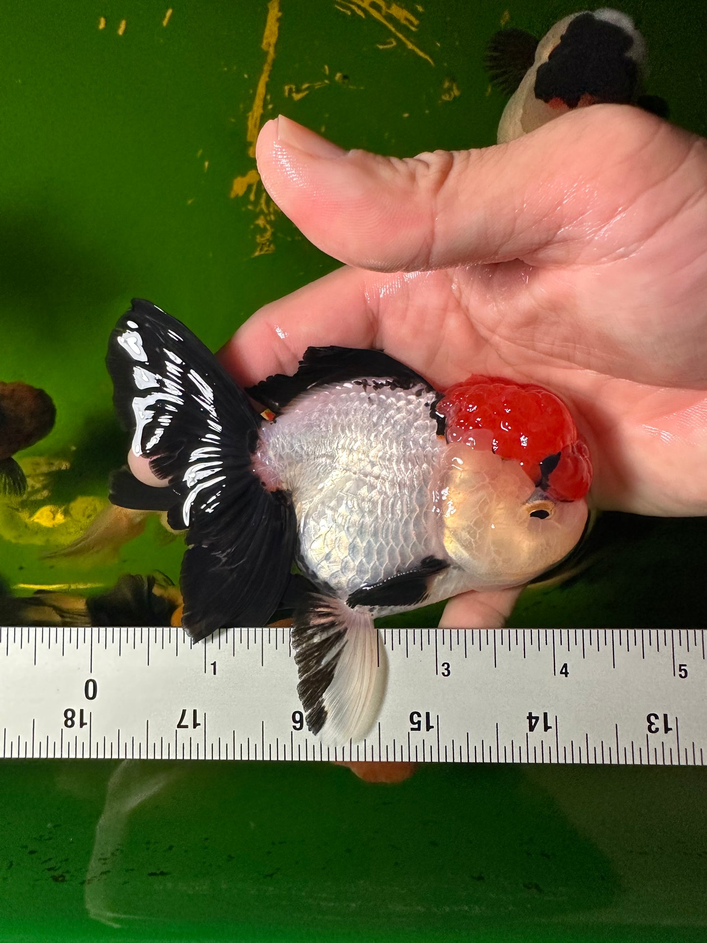 [COUPLE] - Red Head Tricolor & Panda Oranda 4-4.5 inches #110824CO_18