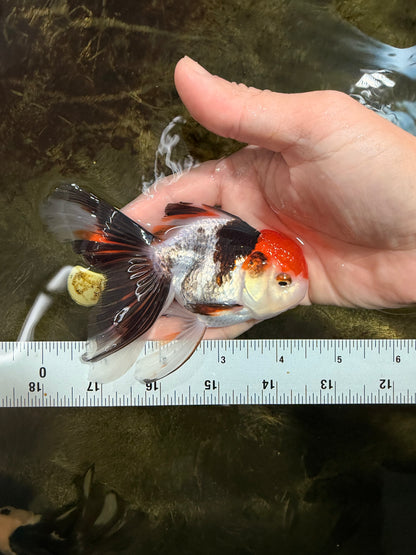 [SINGLE] Tricolor Oranda Male 4-4.5 inches #111425SO_02