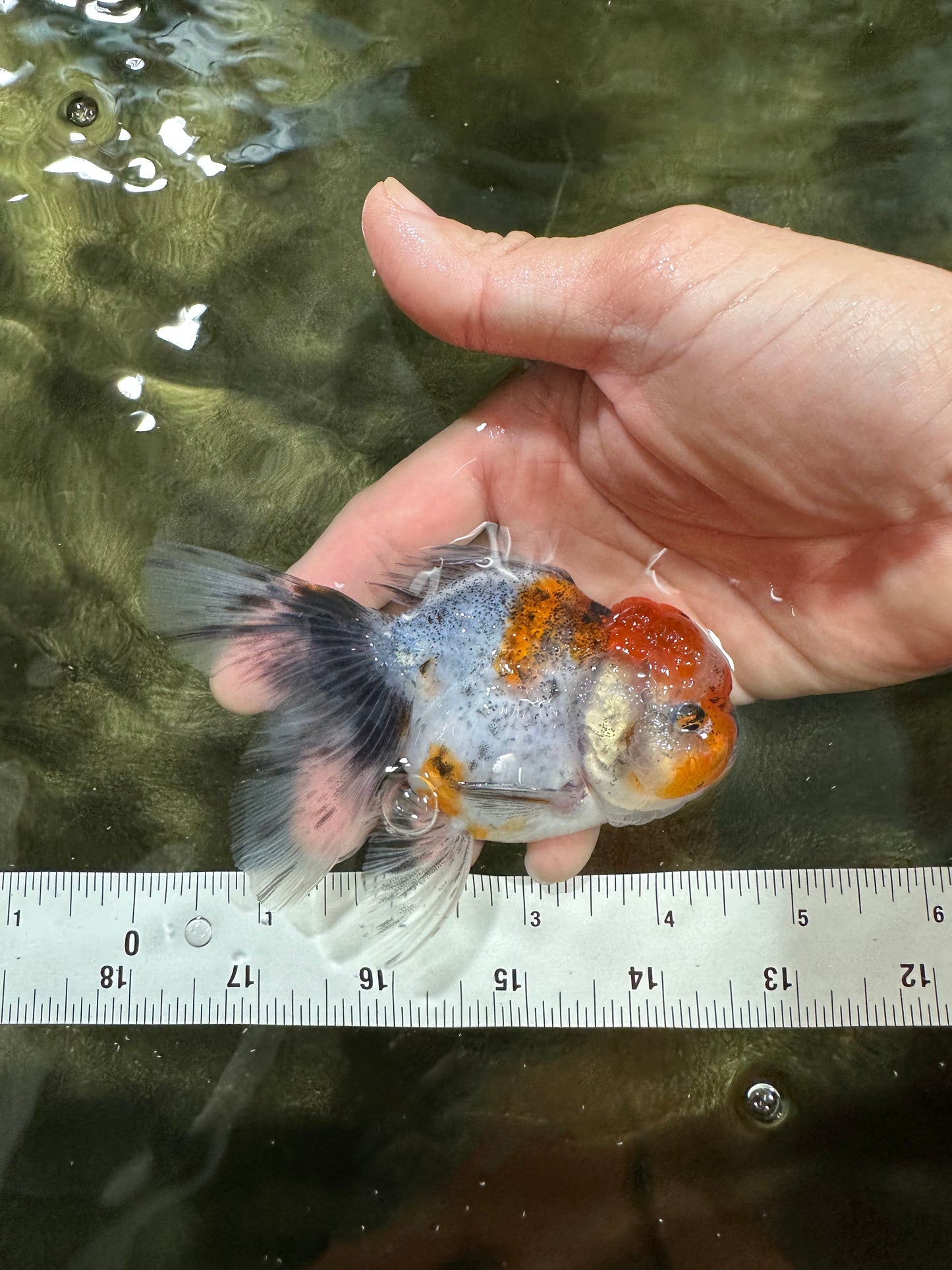 [COUPLE] Sakura Male & Calico Female Oranda 4-4.5 inches #052325CO_01