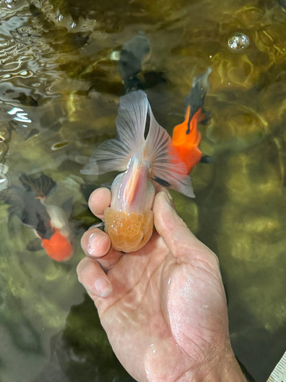 [SINGLE] White Button Eyes Oranda Male 4-4.5 inches #080125SO_15