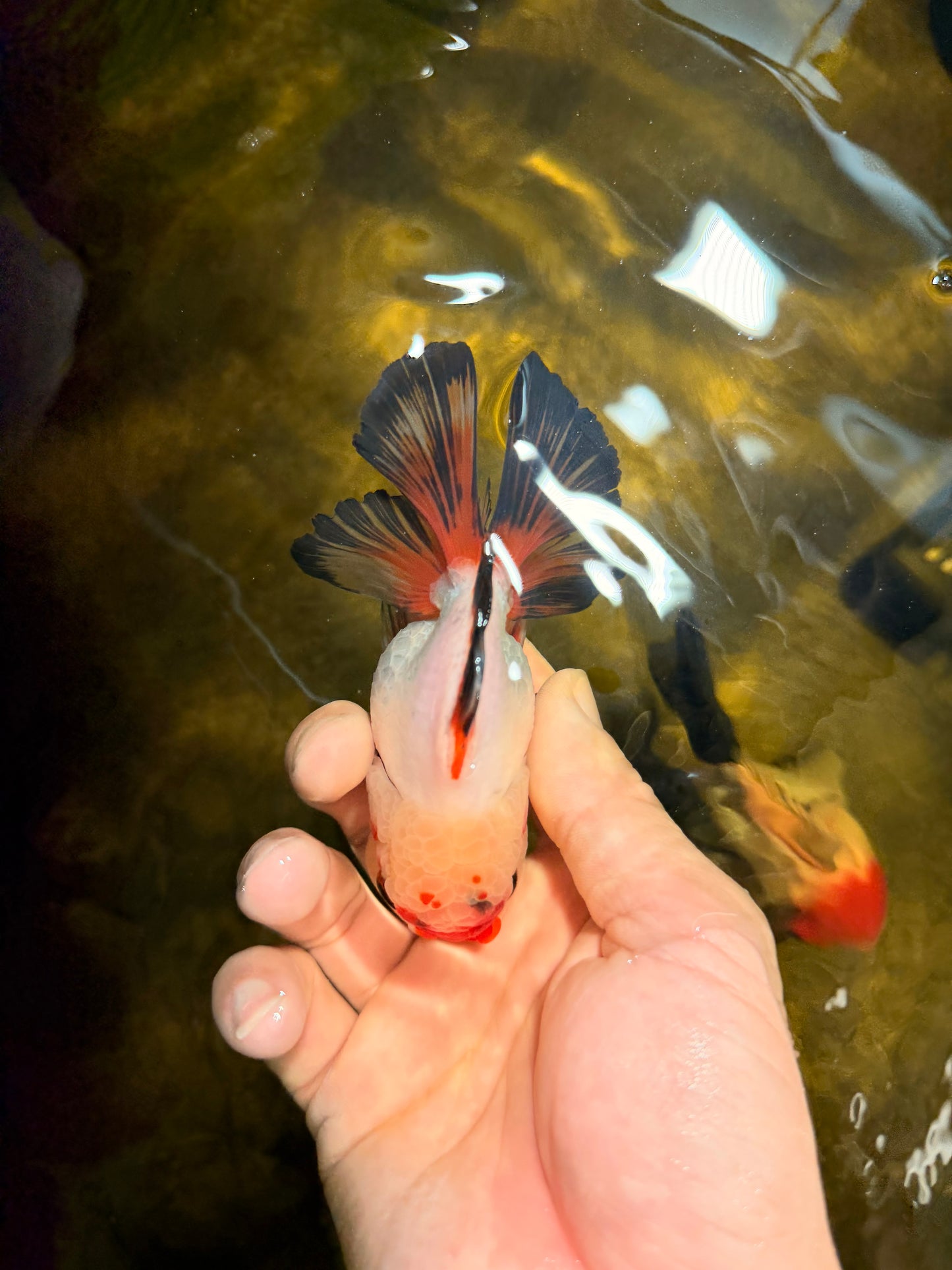 [SINGLE] Heart Face Tricolor Oranda Male 4-4.5 inches #030626SO_02