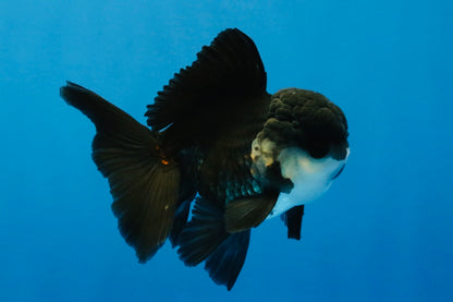 [SINGLE] Panda Oranda Male 4-4.5 inches #041026SO_07
