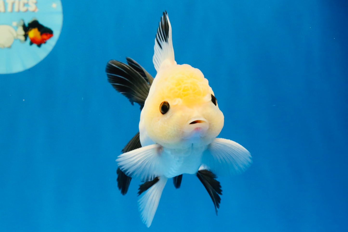[SINGLE] Panda Button Eyes Oranda Male 4.5 inches #032026SO_10
