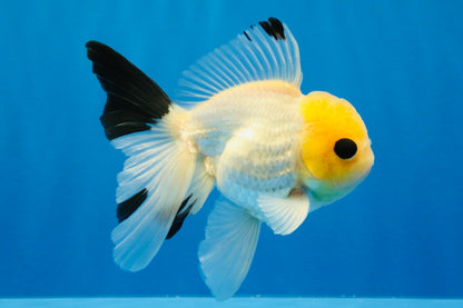 [SINGLE] Lemonhead Bottom Eyes Oranda Male 4.5 inches #022726SO_05