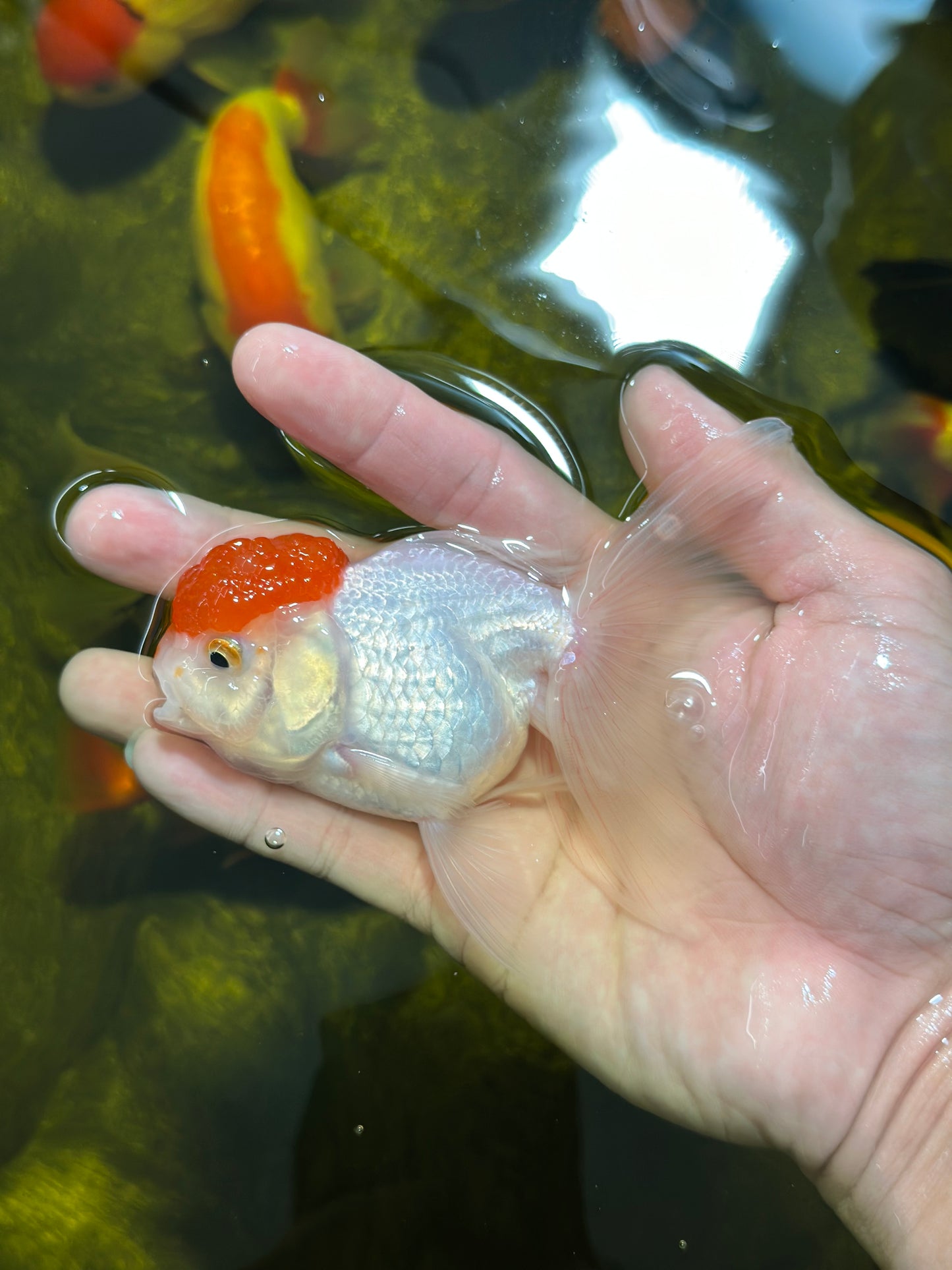 [SINGLE] Red Cap Oranda Female 4-4.5 inches #112924SO_18