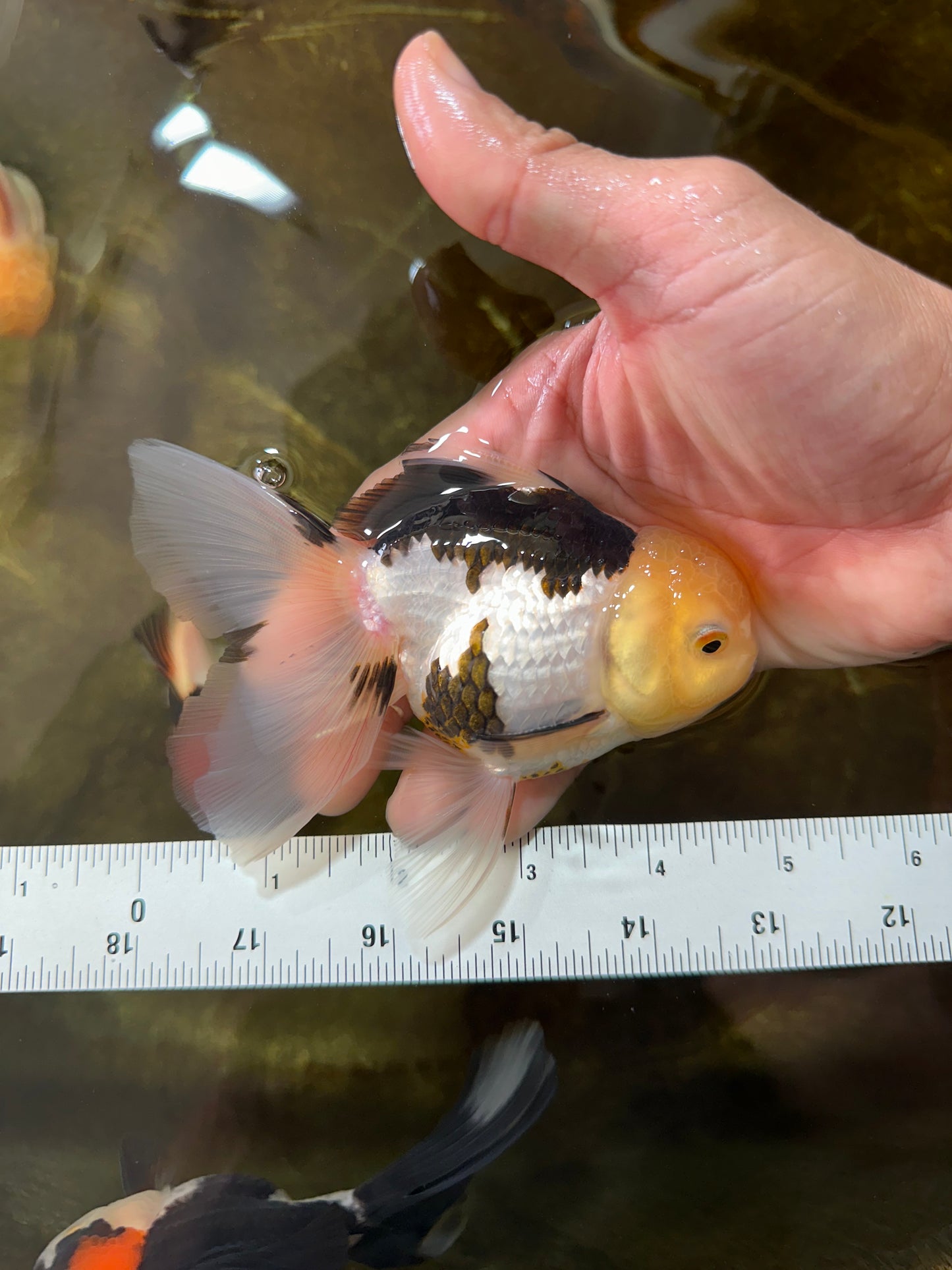 [SINGLE] Panda Male Oranda 4.5-5 inches #080125SO_08
