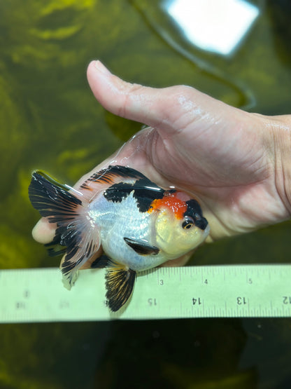 [SINGLE] Tricolor Oranda Male 4 inches #112924SO_10