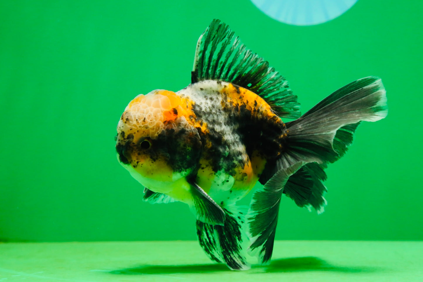 [SINGLE] Calico Kirin Male Oranda 5 inches #080125SO_06