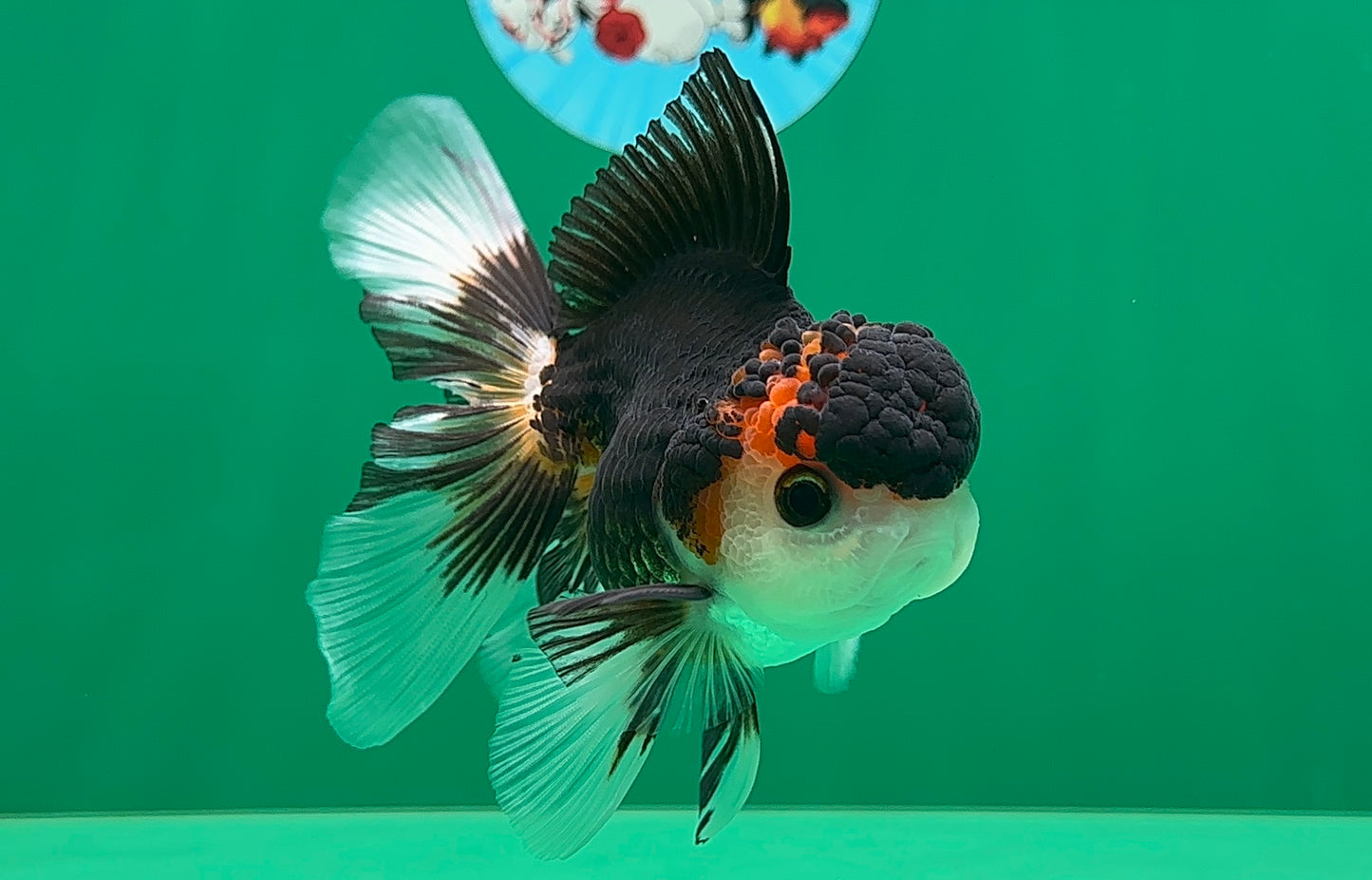 [SINGLE] Tricolor Oranda Male 4.5 inches #062025SO_05