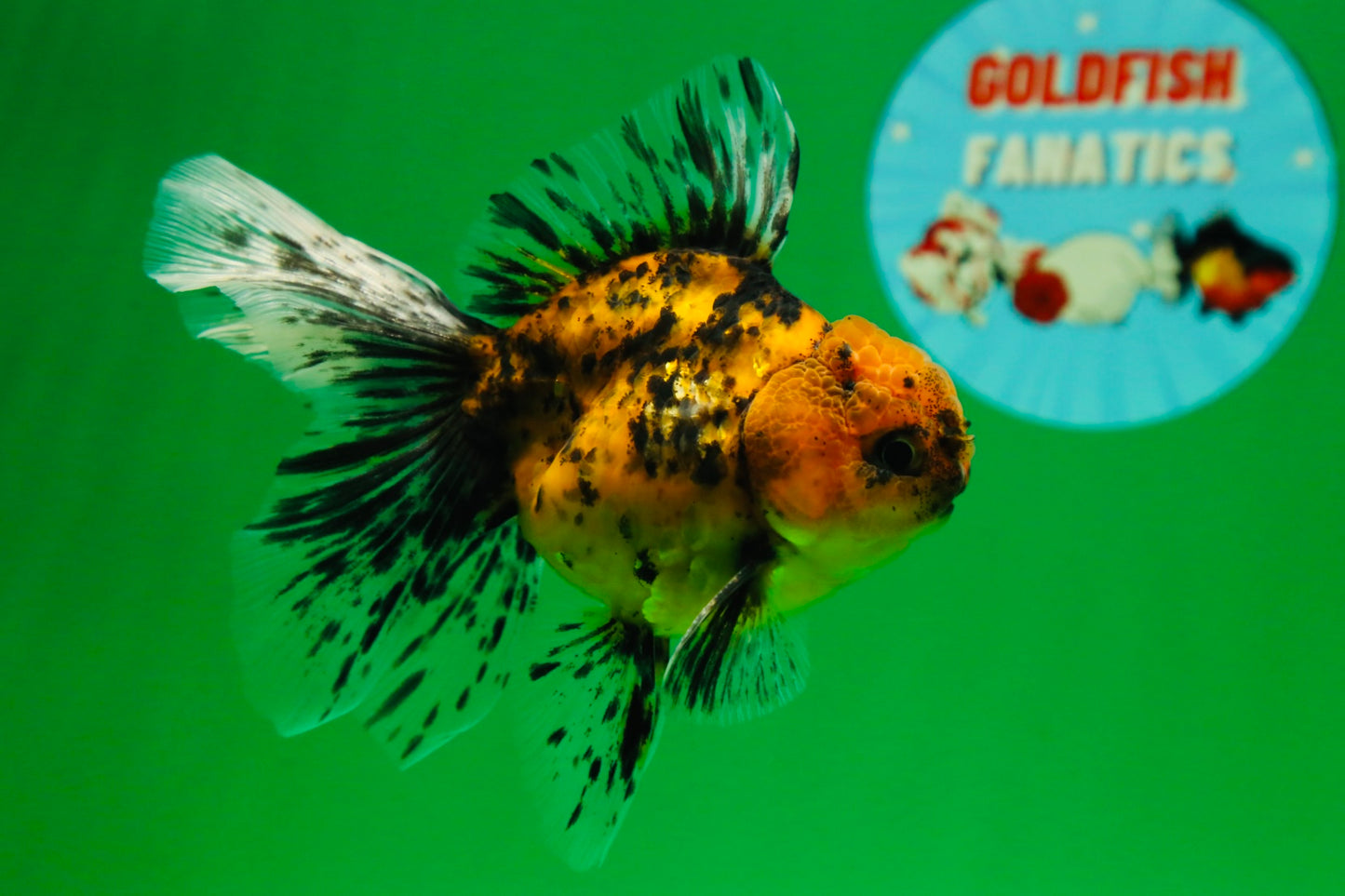 [SINGLE] Tiger Oranda Male 4.5 inches #082225SO_07