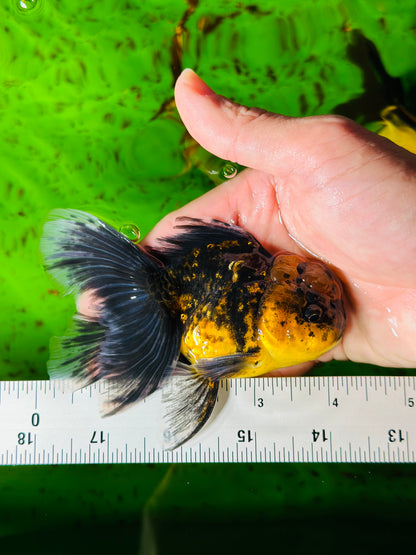 [SINGLE] Tiger Oranda Male size 4.2 inches #112224SO_04