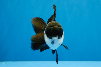 [SINGLE] Panda Oranda Male 4-4.5 inches #041026SO_07