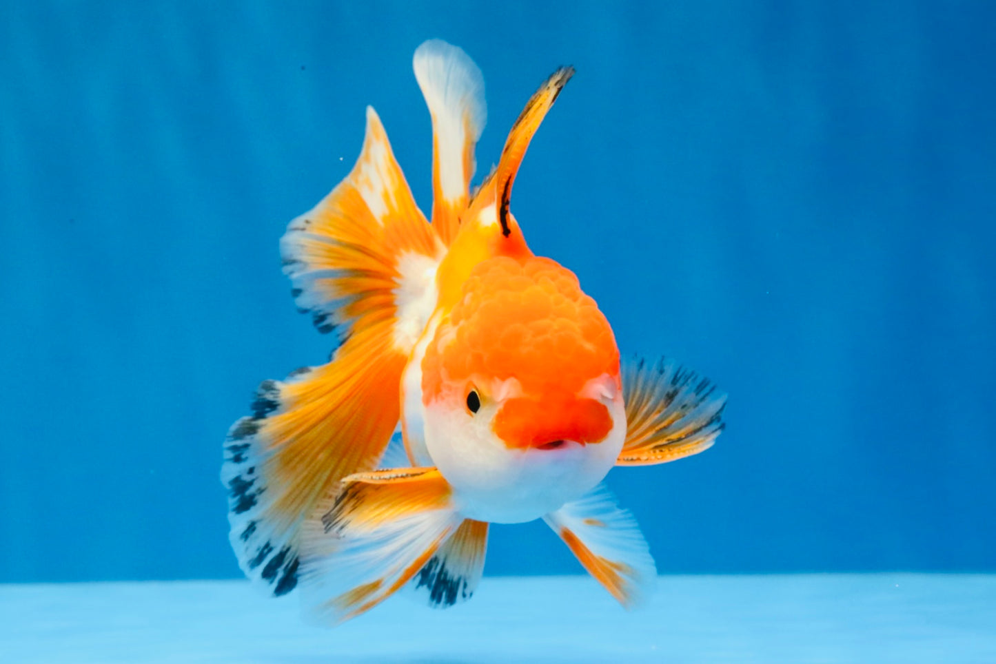 [SINGLE] Red White Oranda Male 4.5 inches #031326SO_07