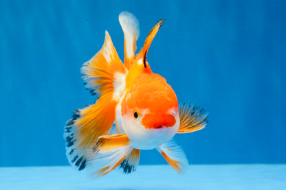 [SINGLE] Red White Oranda Male 4.5 inches #031326SO_07