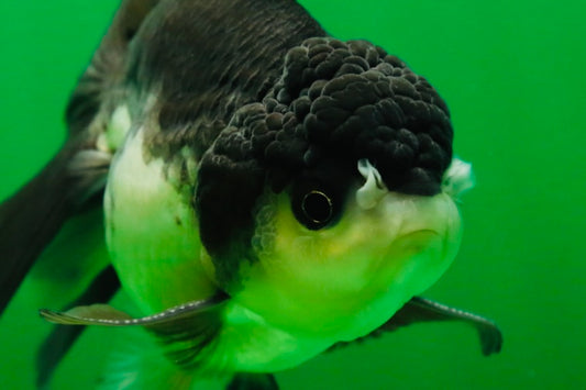 [SINGLE] Panda Oranda Male 4.5 inches #080825SO_10