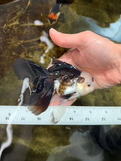 [SINGLE] Panda Oranda Male 5 inches #112125SO_03
