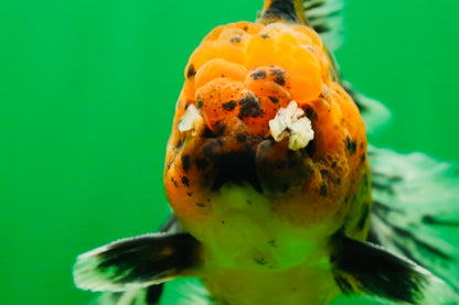 [SINGLE] Tiger Oranda Male 4.5-5 inches #080825SO_08