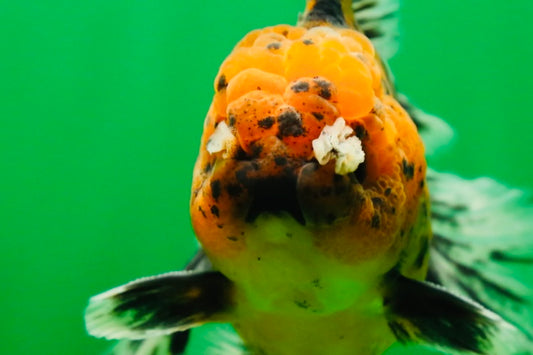 [SINGLE] Tiger Oranda Male 4.5-5 inches #080825SO_08
