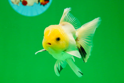 [SINGLE] White Button Eyes Oranda Male 4-4.5 inches #080125SO_15