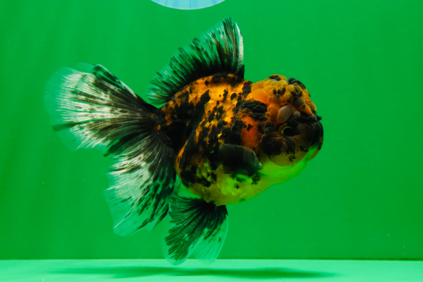 [SINGLE] Tiger Male Oranda 4.5 inches #101025SO_12