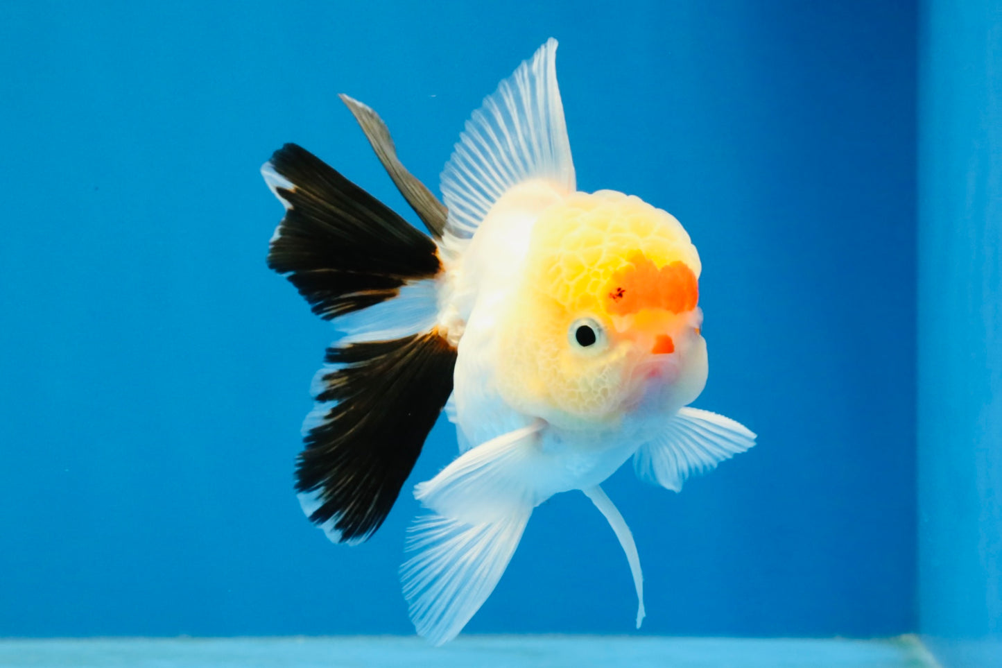 [SINGLE] Tricolor Oranda Male 4 inches #040326SO_07