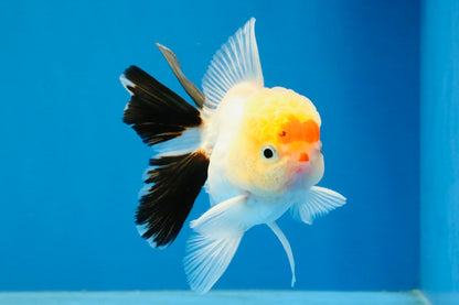 [SINGLE] Tricolor Oranda Male 4 inches #040326SO_07