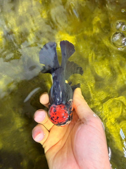 [SINGLE] Tricolor Oranda Male 4.5 inches #022726SO_06