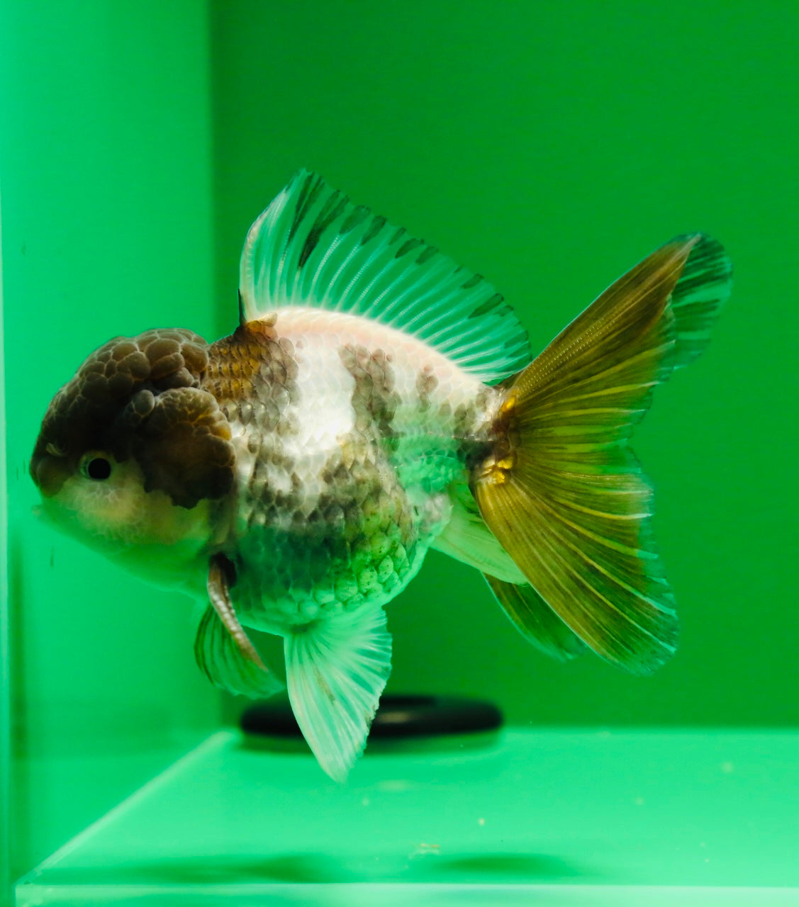 [SINGLE] Panda Oranda Male 4 inches #013125SO_18