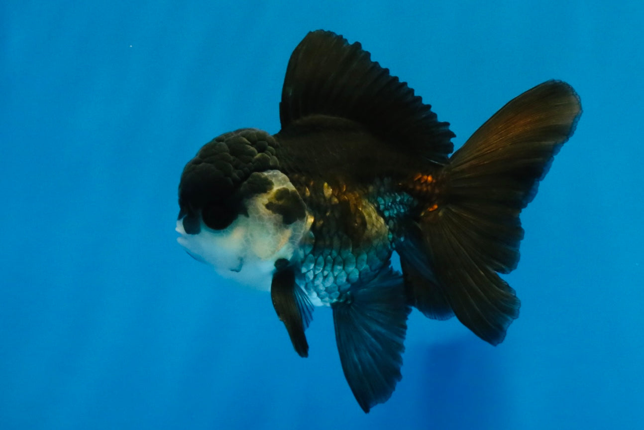 [SINGLE] Panda Oranda Male 4-4.5 inches #041026SO_07