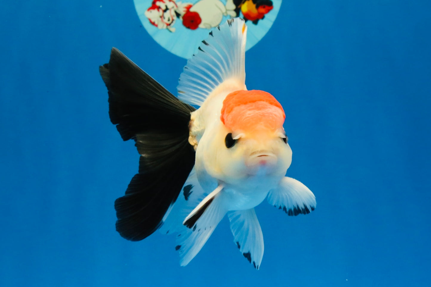 [SINGLE] Tricolor Button Eyes Oranda Male 4-4.5 inches #030626SO_04
