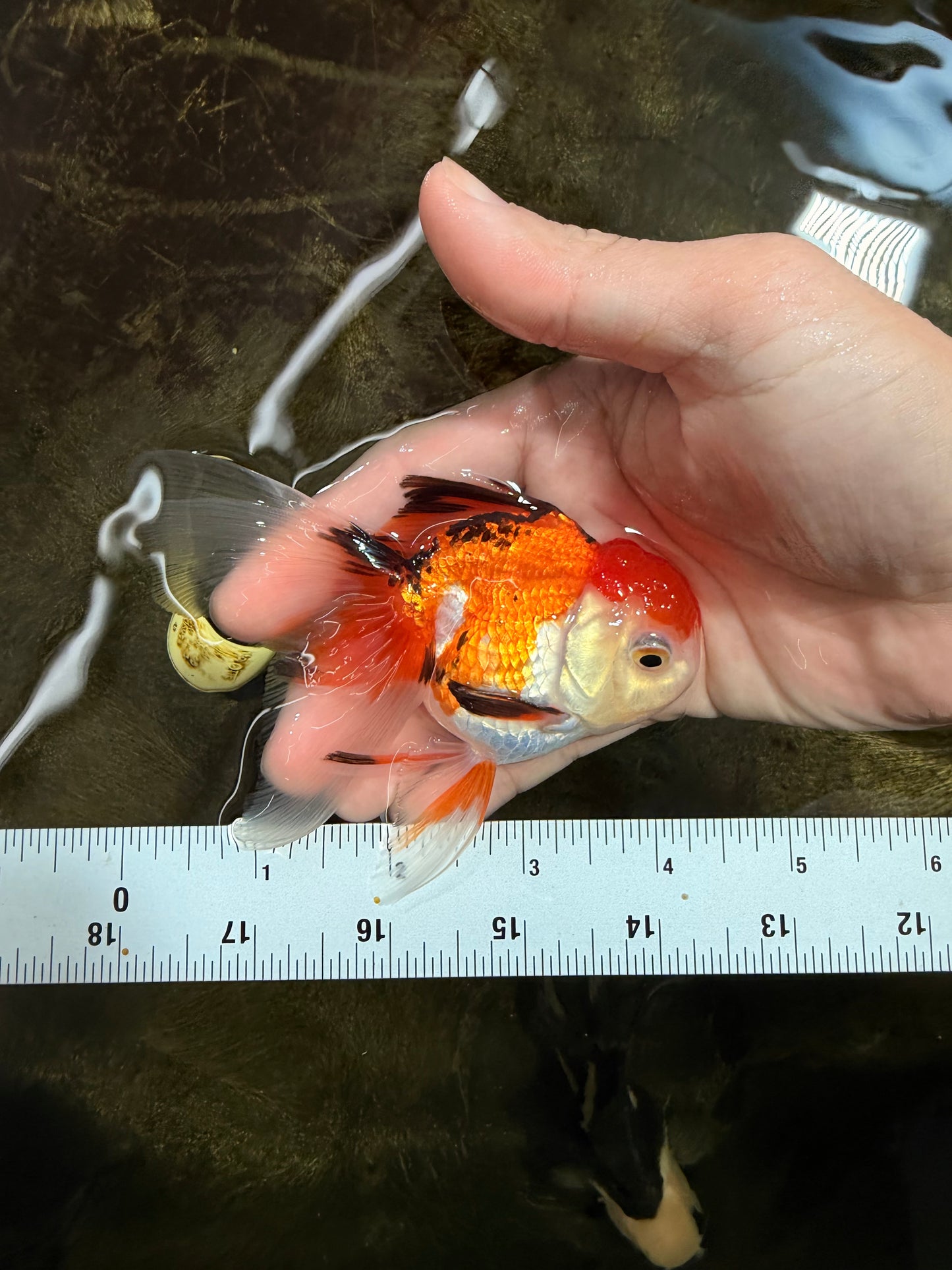 [SINGLE] Tricolor Oranda Male 4-4.5 inches #111425SO_03