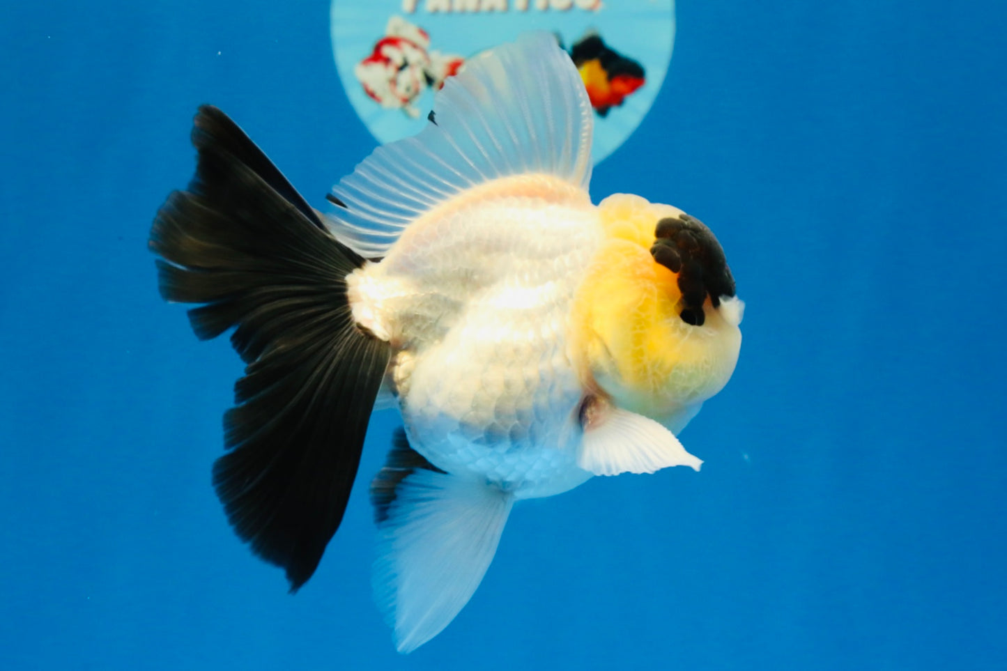 [SINGLE] Panda Oranda Male 4-4.5 inches #022726SO_09