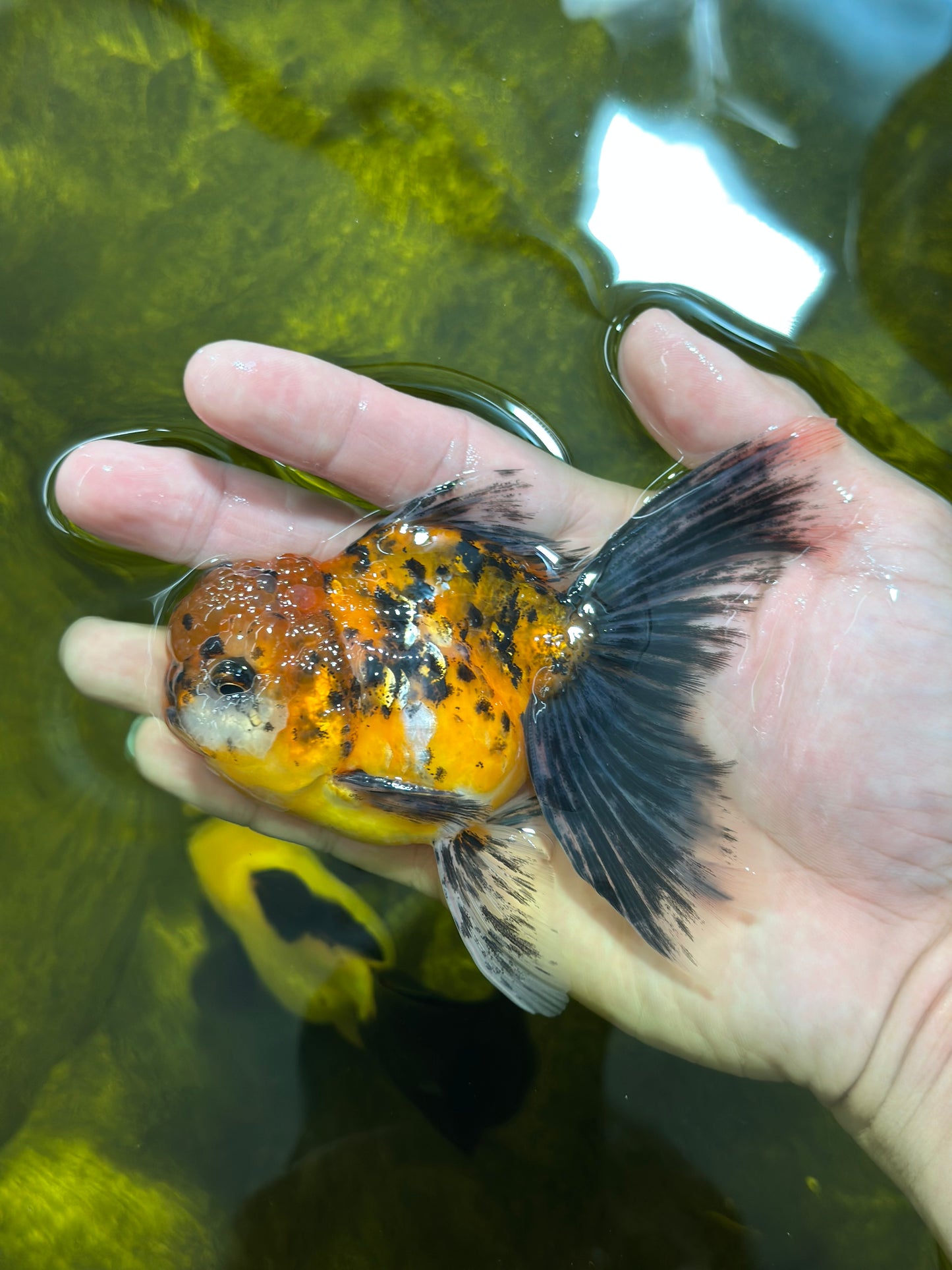 [SINGLE] Tiger Oranda Male 4.5 inches #112924SO_15