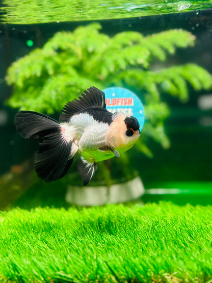 [SINGLE] Panda Oranda Male size 4.5 inches #111524SO_19