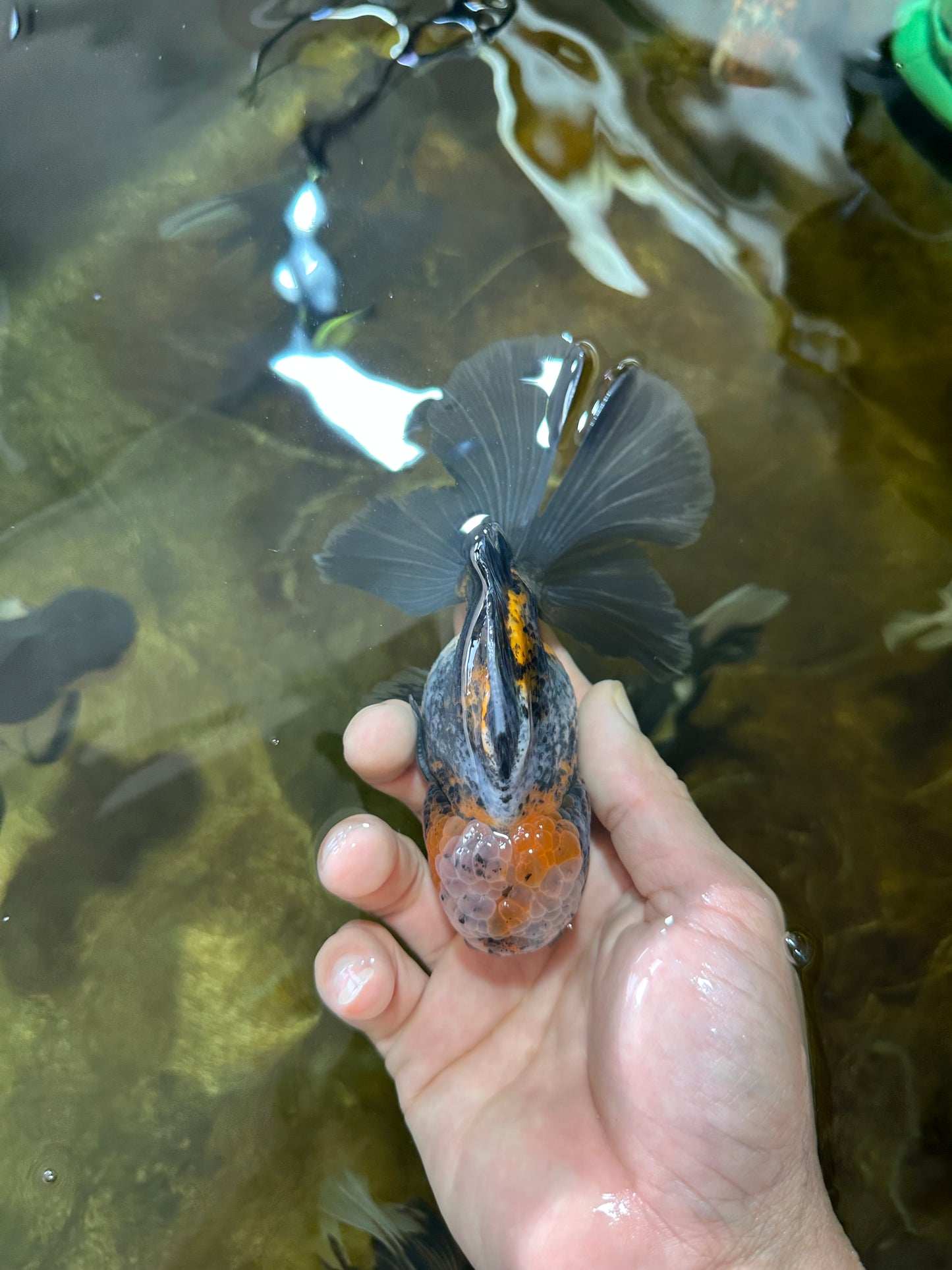 [SINGLE] Calico Kirin Male Oranda 5 inches #080125SO_06