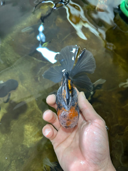 [SINGLE] Calico Kirin Male Oranda 5 inches #080125SO_06
