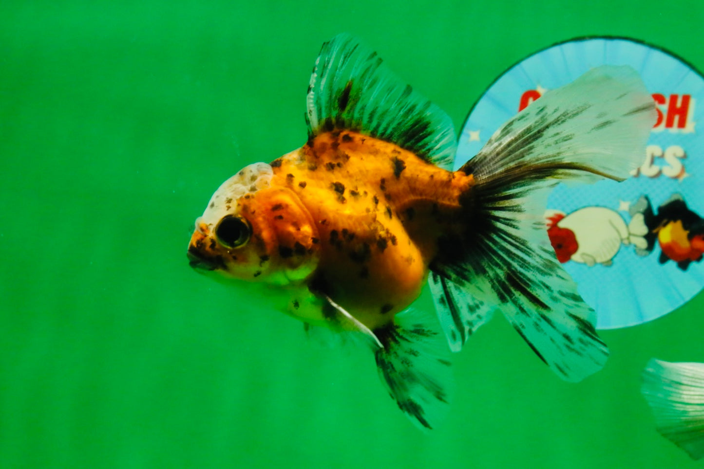 [QUAD] Mixed Color Oranda 3.5-4.5 inches #121925QO_04