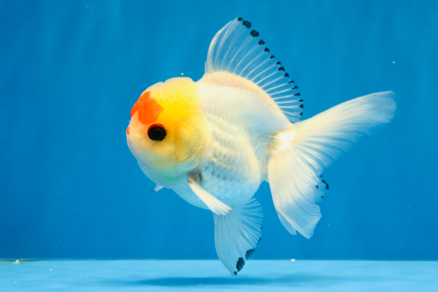 [SINGLE] Red White Oranda Male 4-4.5 inches #041026SO_10