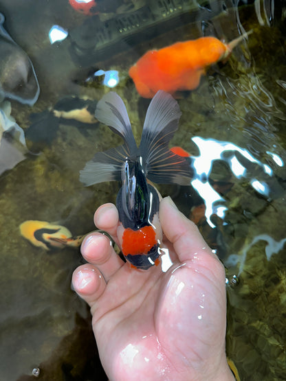 [SINGLE] Tricolor Oranda Female 4.5 inches #080825SO_01