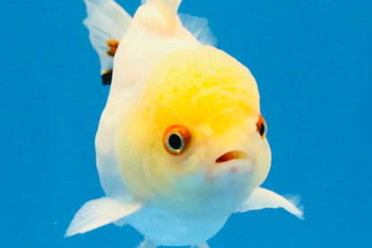 [SINGLE] Tricolor Oranda Male 4.5 inches #031326SO_09