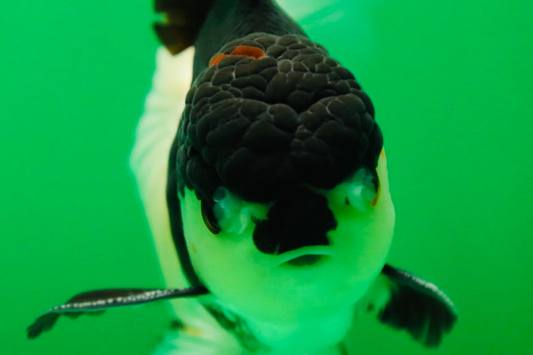 [SINGLE] Panda Oranda Male 5 inches #090525SO_05