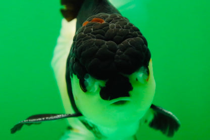 [SINGLE] Panda Oranda Male 5 inches #090525SO_05