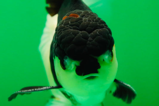 [SINGLE] Panda Oranda Male 5 inches #090525SO_05