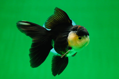 [SINGLE] Panda Oranda Male 4.5 inches #081525SO_06