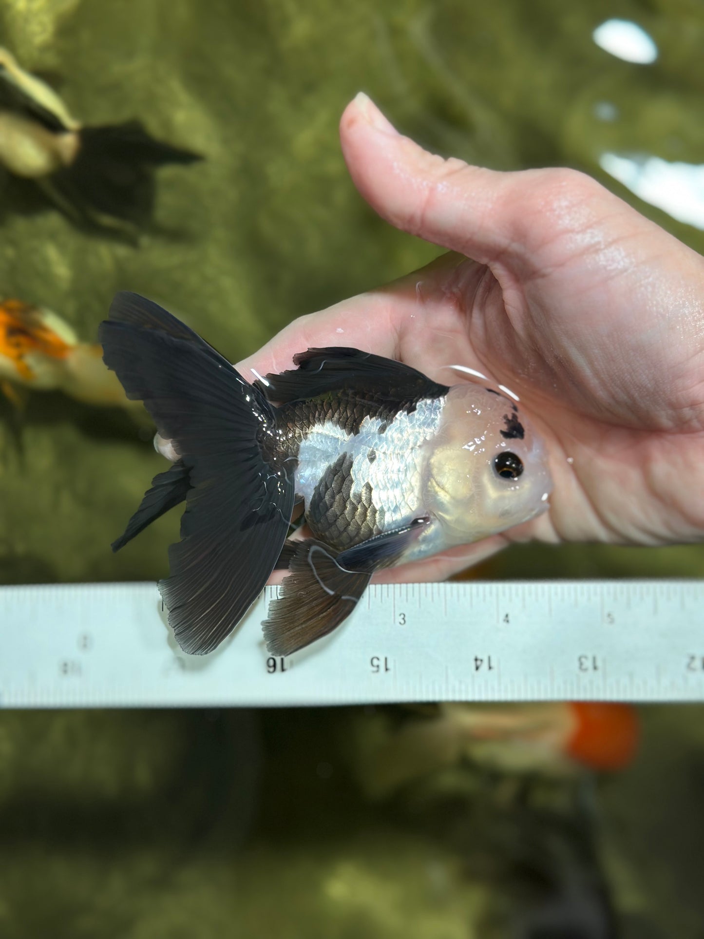 [SINGLE] Panda Button Eyes Oranda Male 4-4.5 inches #122024SR_03